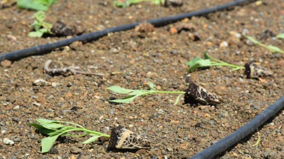Pendik’te Ata Tohumu Fideleriyle Vefa Tarım Bahçesi Hayata Geçirildi