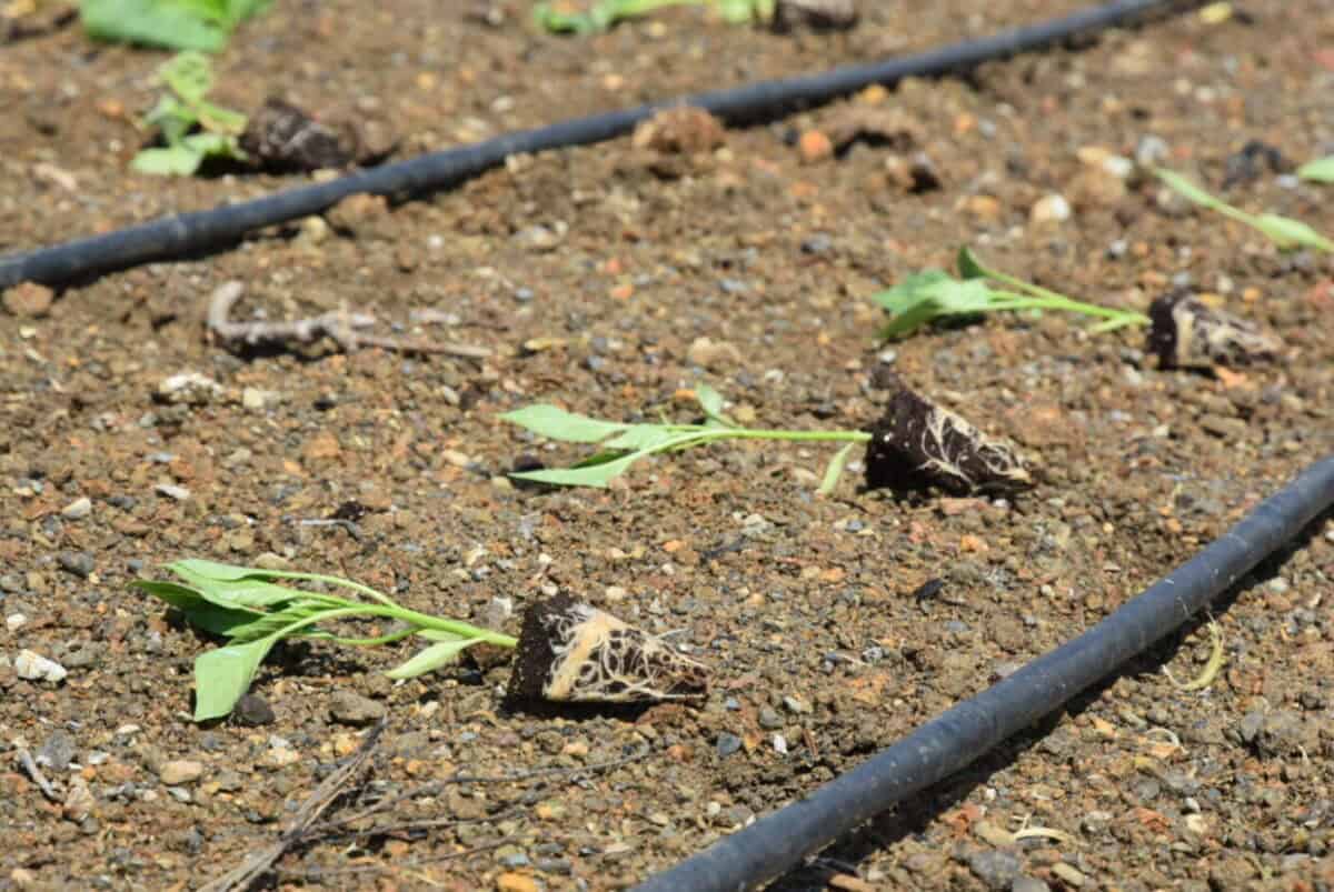 Pendik’te Ata Tohumu Fideleriyle Vefa Tarım Bahçesi Hayata Geçirildi