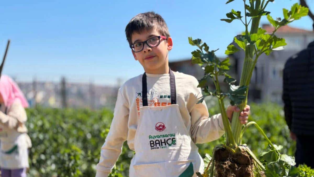 Ayvansaray Bahçe’de Kereviz Hasadıyla Şehirde Üretim Kültürü Güçleniyor