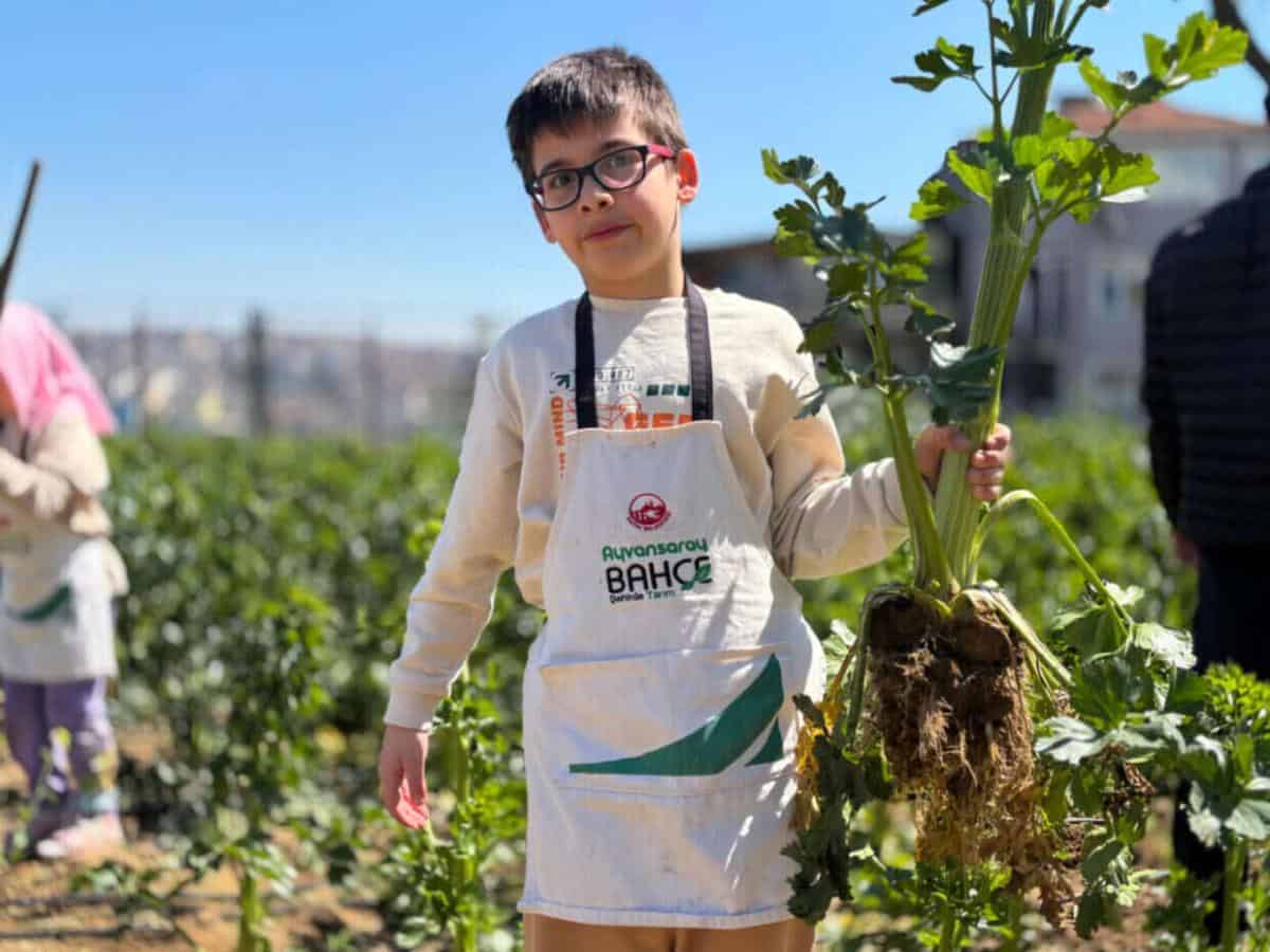 Ayvansaray Bahçe’de Kereviz Hasadıyla Şehirde Üretim Kültürü Güçleniyor