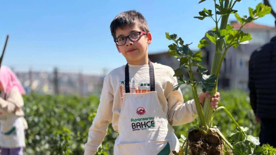 Ayvansaray Bahçe’de Kereviz Hasadıyla Şehirde Üretim Kültürü Güçleniyor