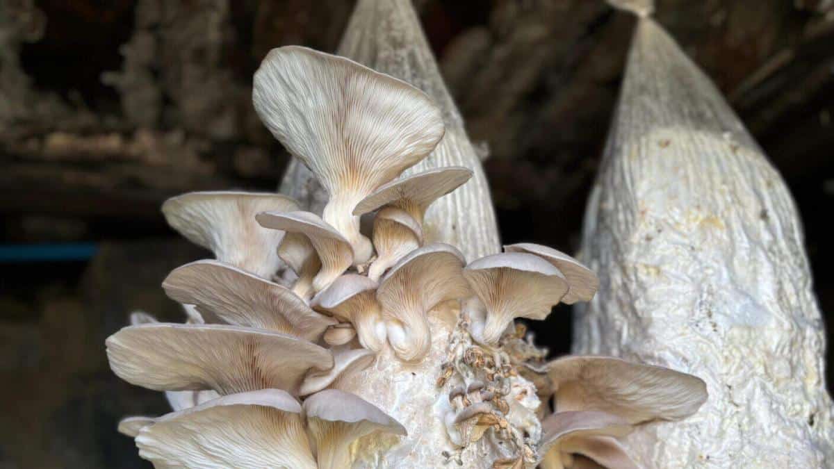 Ayvansaray Bahçe’de Mantar Yetiştiriciliği Atölyesiyle Uygulamalı Eğitimler Sürüyor