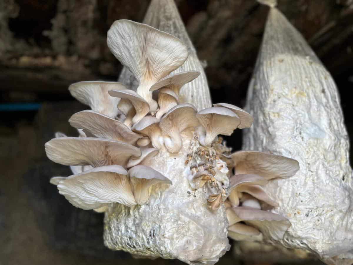 Ayvansaray Bahçe’de Mantar Yetiştiriciliği Atölyesiyle Uygulamalı Eğitimler Sürüyor