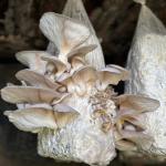 Ayvansaray Bahçe’de Mantar Yetiştiriciliği Atölyesiyle Uygulamalı Eğitimler Sürüyor