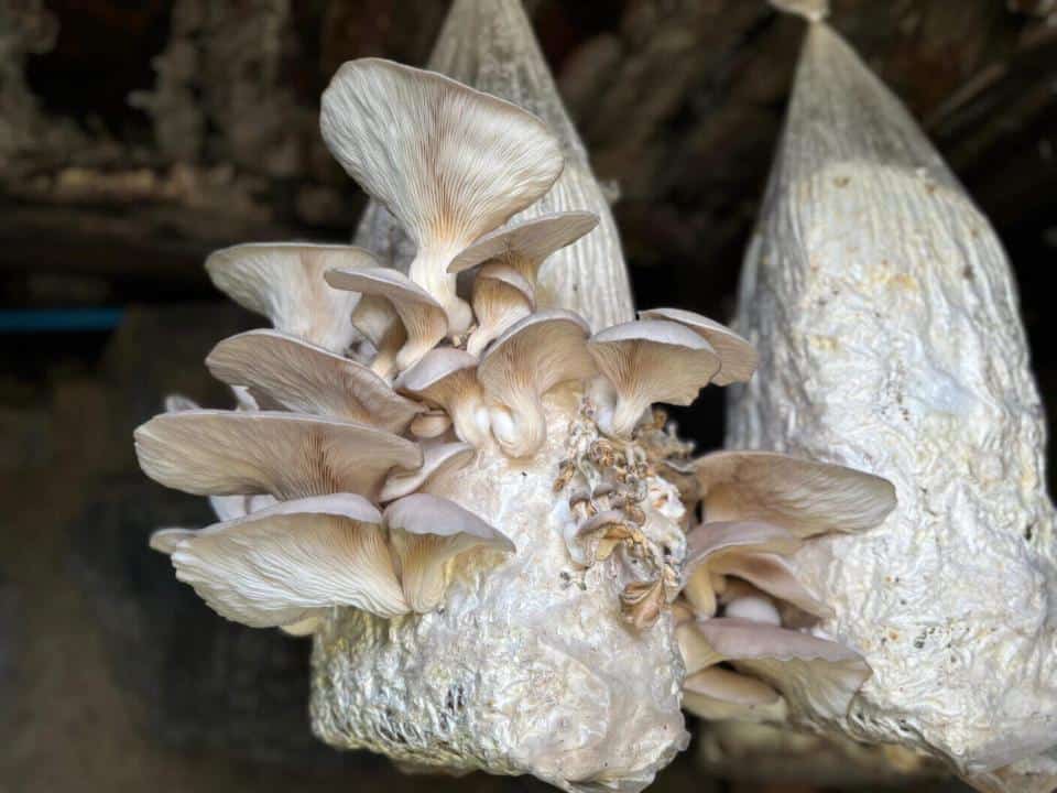 Ayvansaray Bahçe’de Mantar Yetiştiriciliği Atölyesiyle Uygulamalı Eğitimler Sürüyor