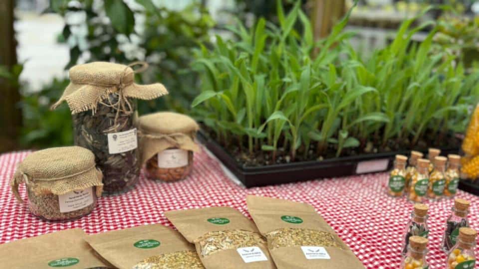 Ayvansaray Bahçe’de Atalık Tohum Şenliği: Veliler ve Çocuklar Üretimi Deneyimledi