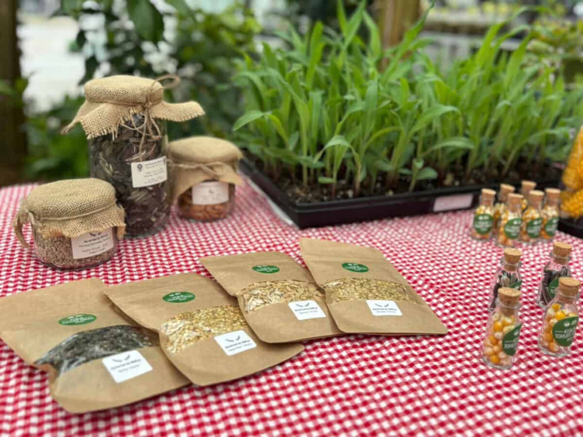 Ayvansaray Bahçe’de Atalık Tohum Şenliği: Veliler ve Çocuklar Üretimi Deneyimledi