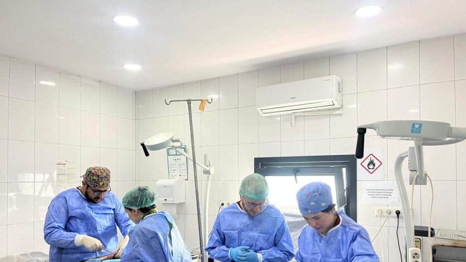 Fatih’te Sokak Hayvanları İçin Akademi ve Saha Temelli Eğitim Modeli Güçleniyor