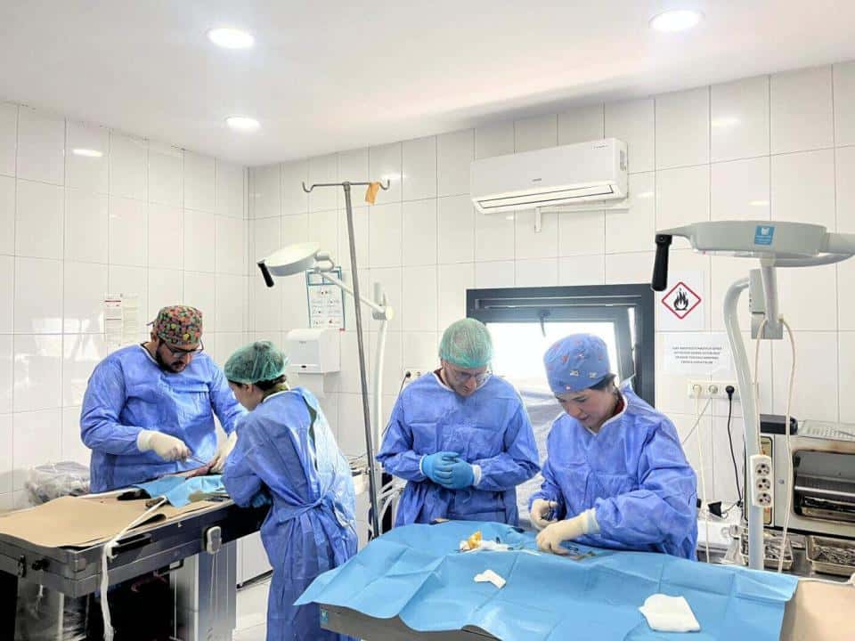 Fatih’te Sokak Hayvanları İçin Akademi ve Saha Temelli Eğitim Modeli Güçleniyor