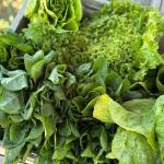 Yedikule Bahçe’de Doğal ve Katkısız Ürünler Tüketiciyle Buluşuyor