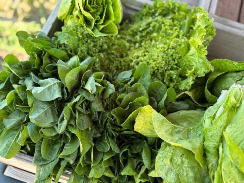 Yedikule Bahçe’de Doğal ve Katkısız Ürünler Tüketiciyle Buluşuyor